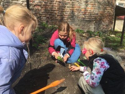 Planting peas